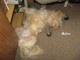 Thumbs/tn_Bild 099.jpg
